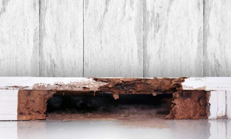 A hole from termites in wood.