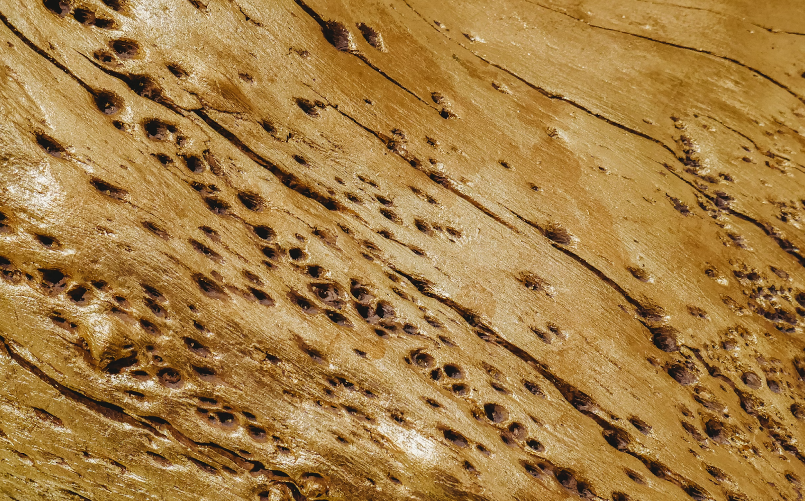 Holes and cracks in the wood.