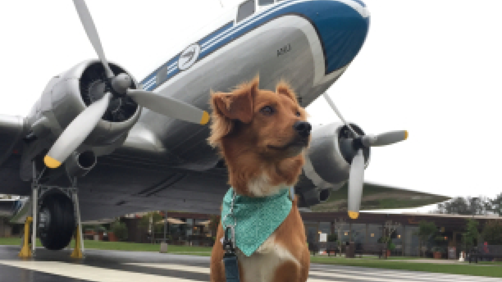 Esa dog at airport