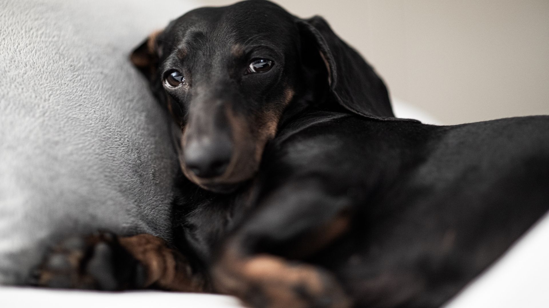 45 Can Dogs Take Human Ibuprofen