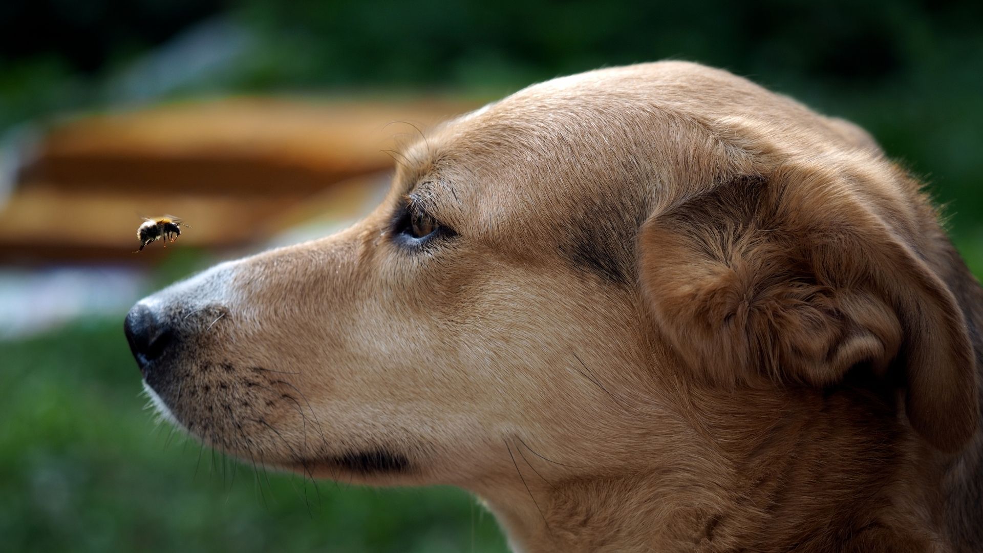 The first thing to do if your dog is stung by a bee is to gently remove the bee stinger with tweezers. After that, take your dog...