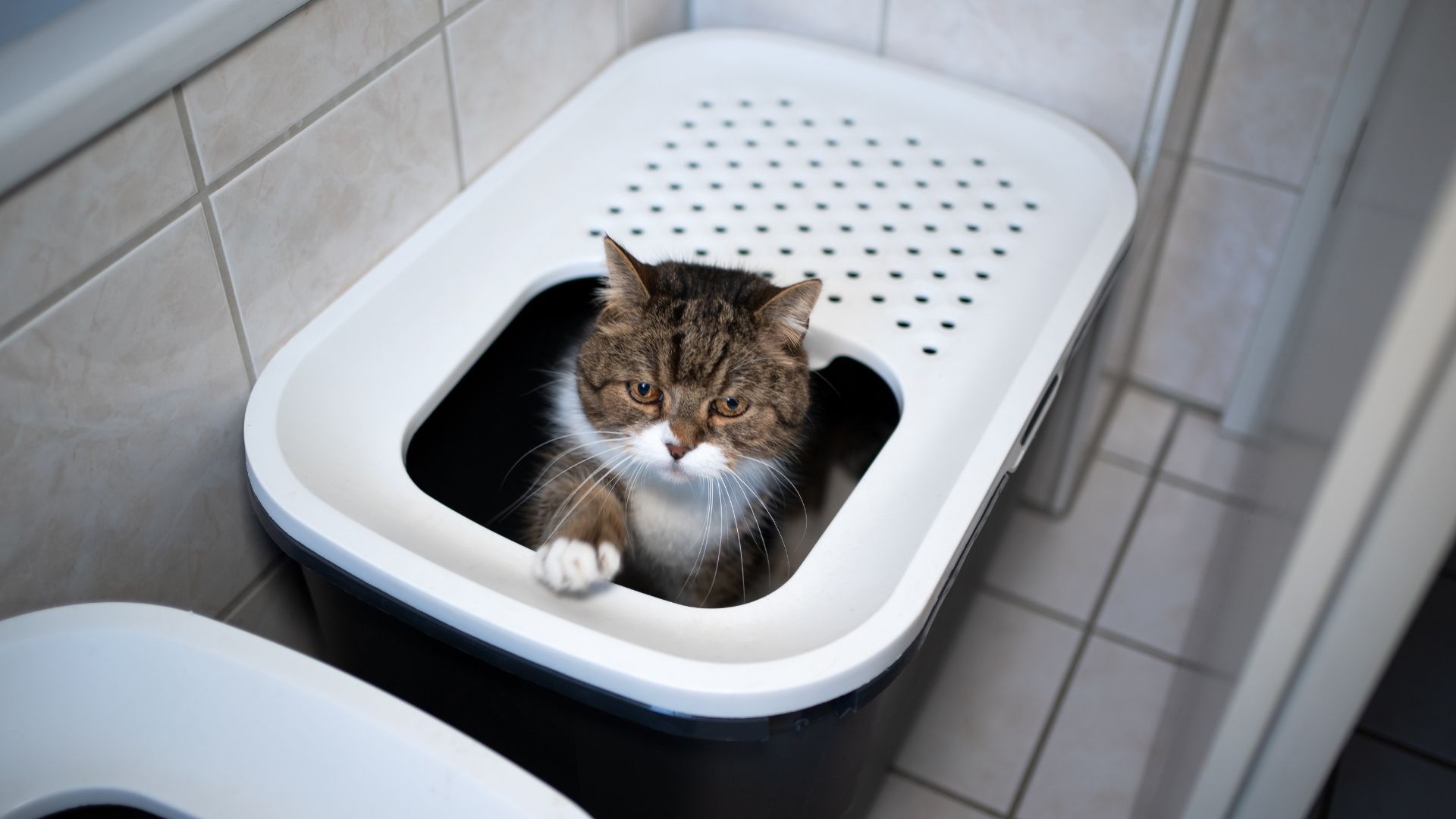 If the cat is only mildly constipated, then you should feed it softer food with a fiber supplement. For severely constipated cats...