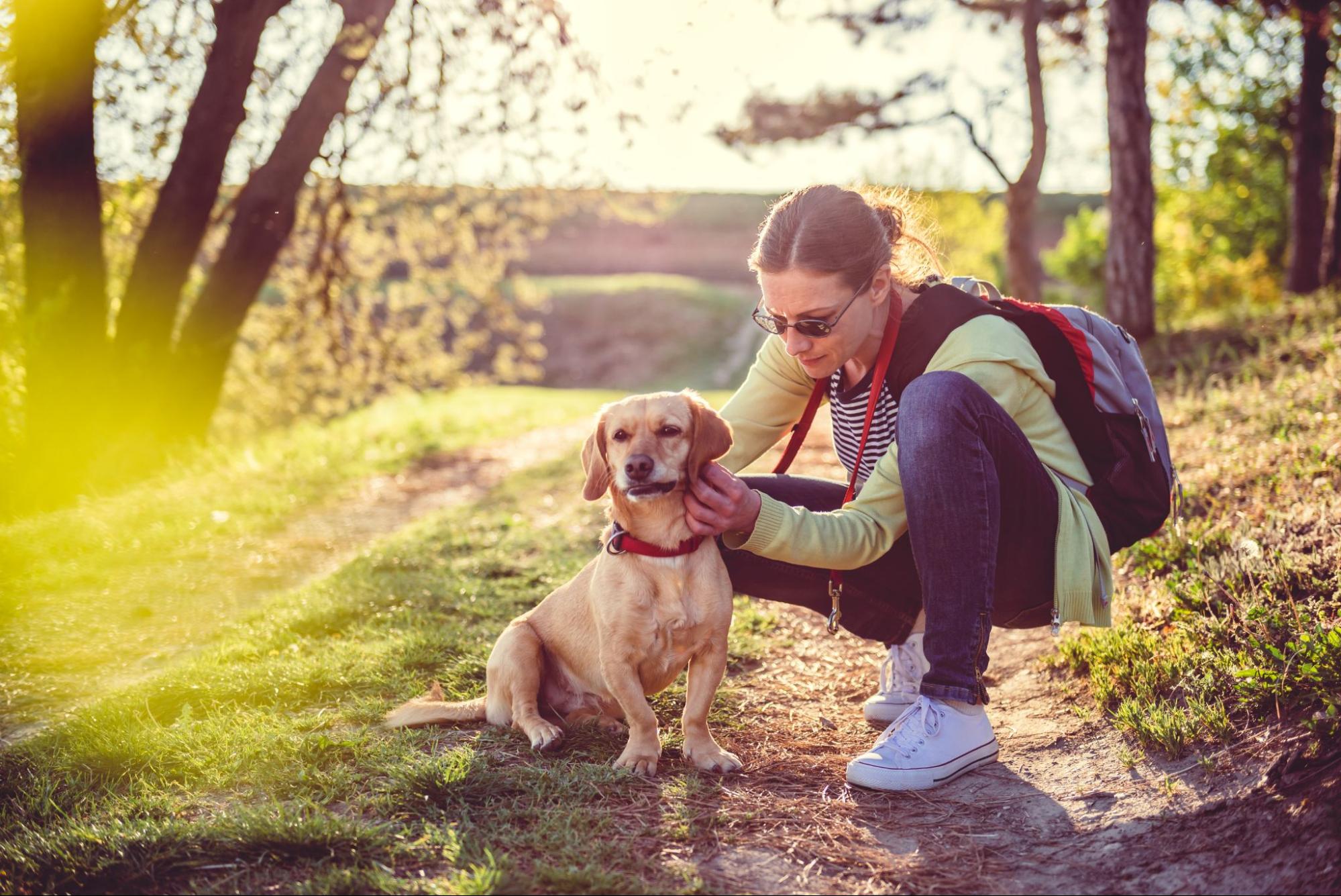 The best way to remove a tick on a dog is to first make the tick loosen its bite and then to use curved tweezers to gently pull...
