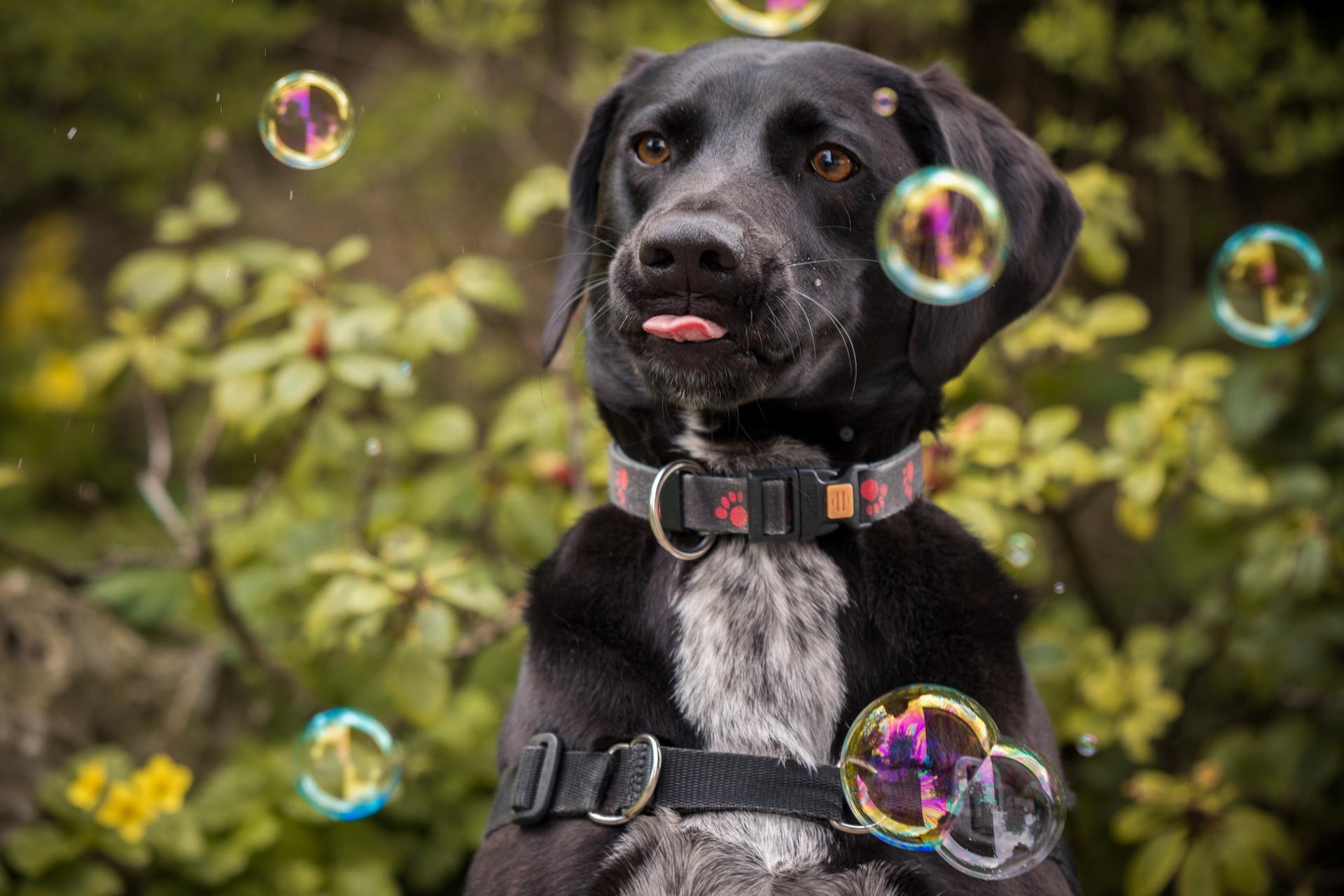 The best way to treat dog blisters depends on how severe they are, but generally speaking, you can treat most blisters using...