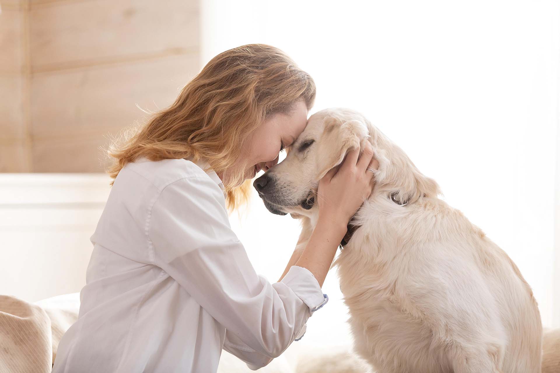 Brief and Straightforward Guide: What is a Therapy Dog? (with pictures)
