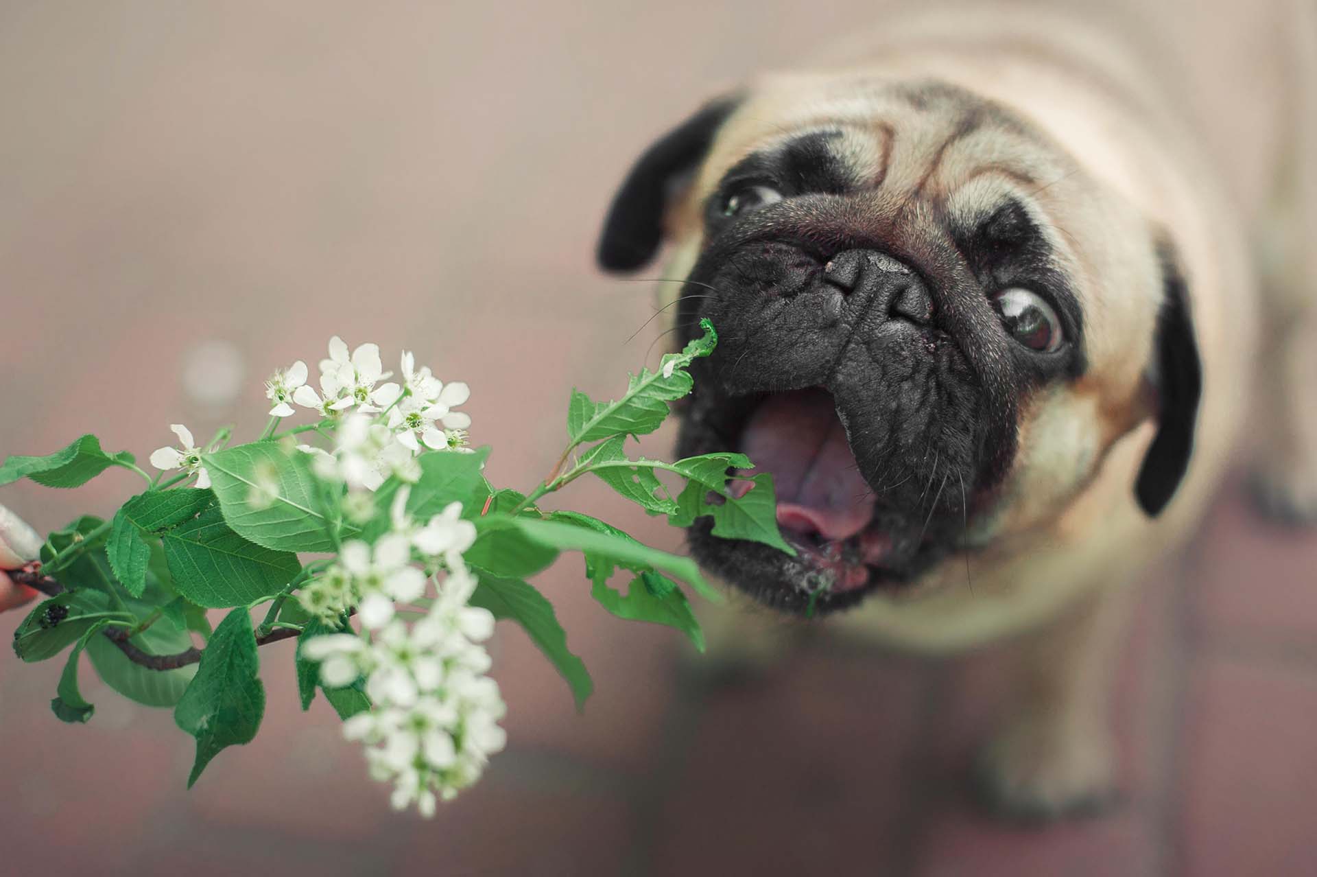 Many different plants are toxic to dogs, including tulips, irises, hyacinths, and poinsettias. One that people often forget about...