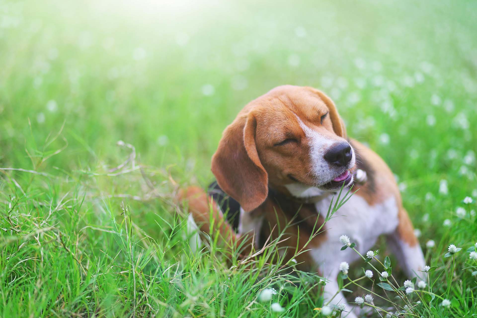 You can generally treat dog dandruff by brushing the dog and bathing it regularly. If there is an underlying medical condition...