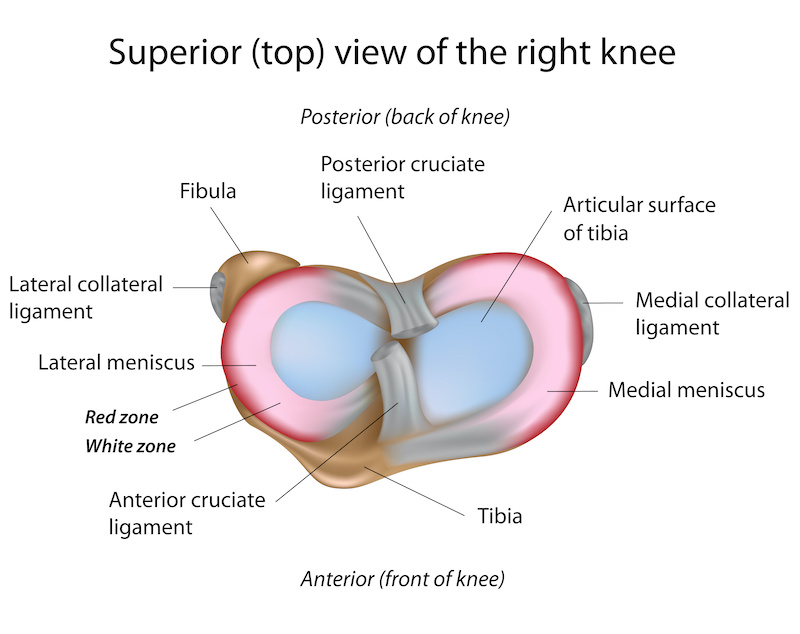 Meniscus