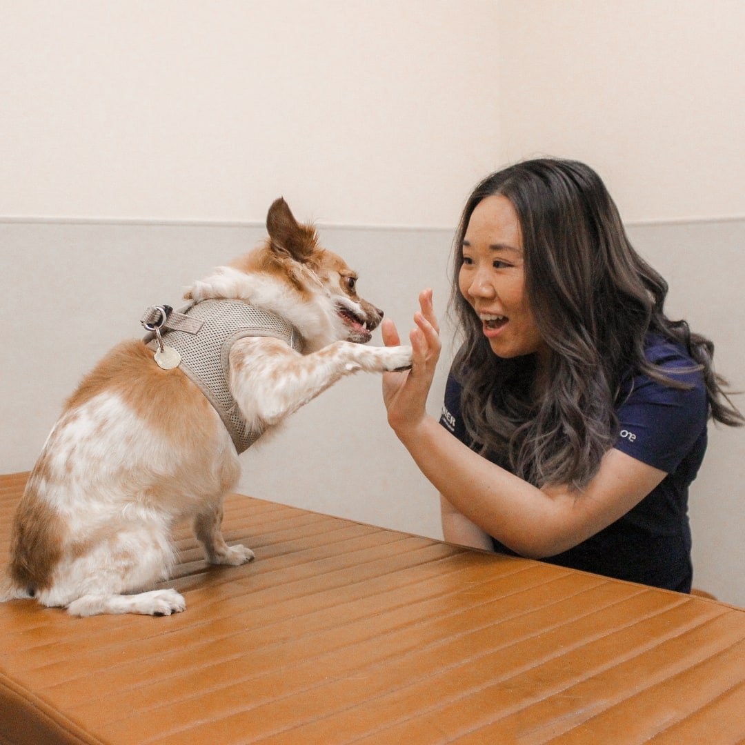 About Kaka'ako Pet Hospital Honolulu, HI Veterinarian