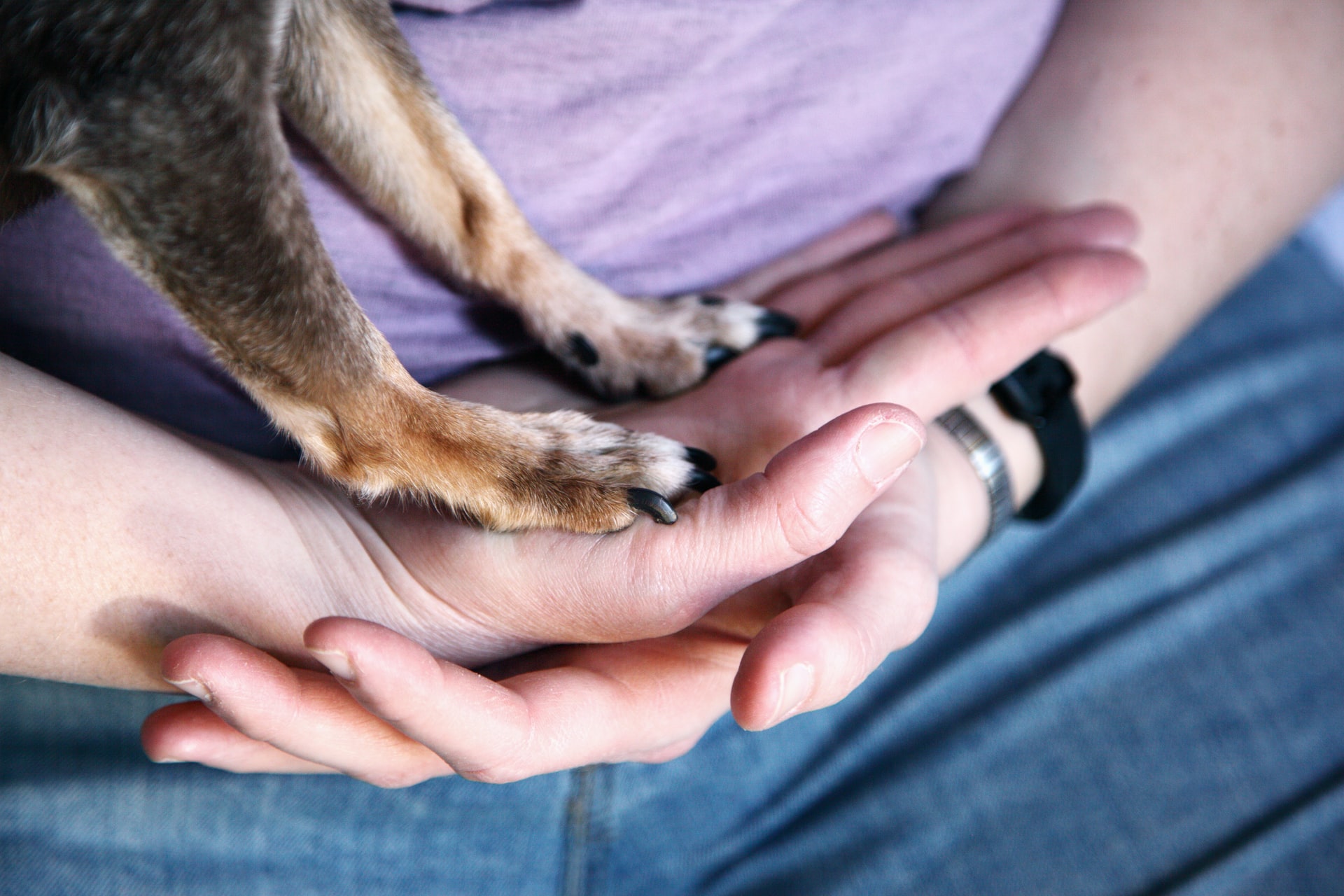 【關於犬研室】:正確的狗狗訓練 - 毛孩是我們的家人,打罵、處罰是無法解決根本問題