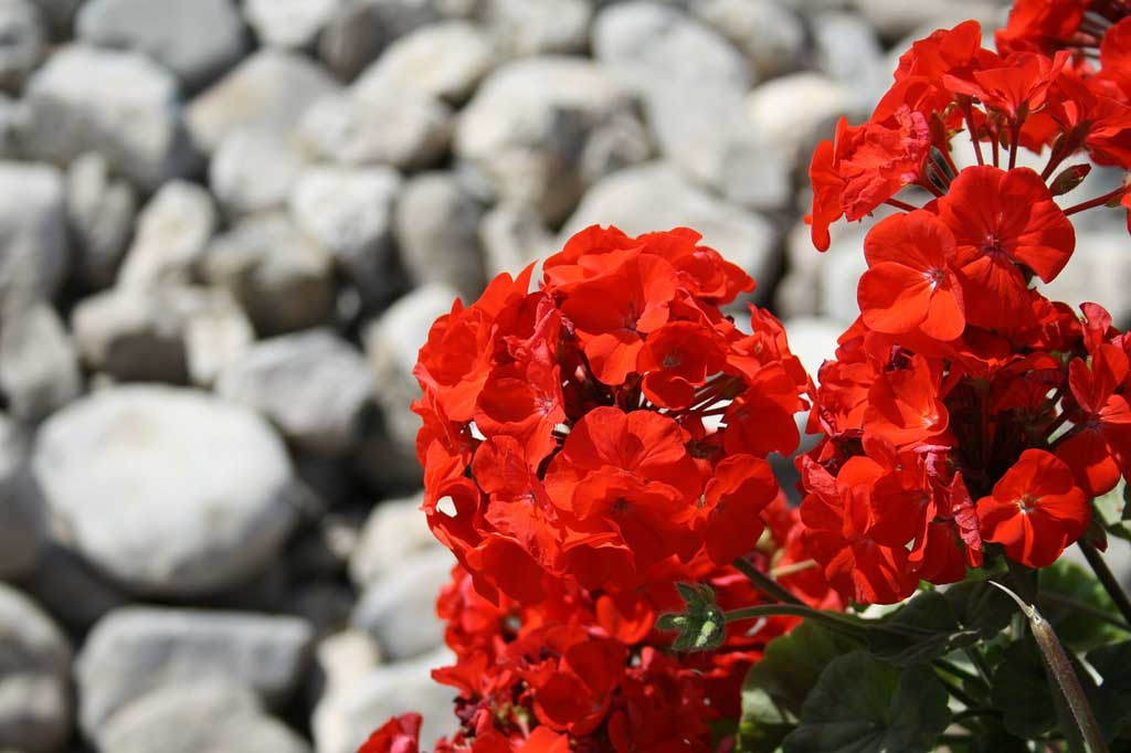 Rote Blumen Stein 205385|Uwe Hauck