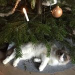 Qvitt - Nikotinfri katt - Manne Malmros