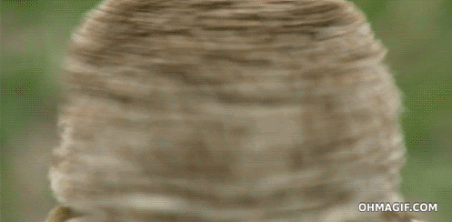 Interested Owl GIF