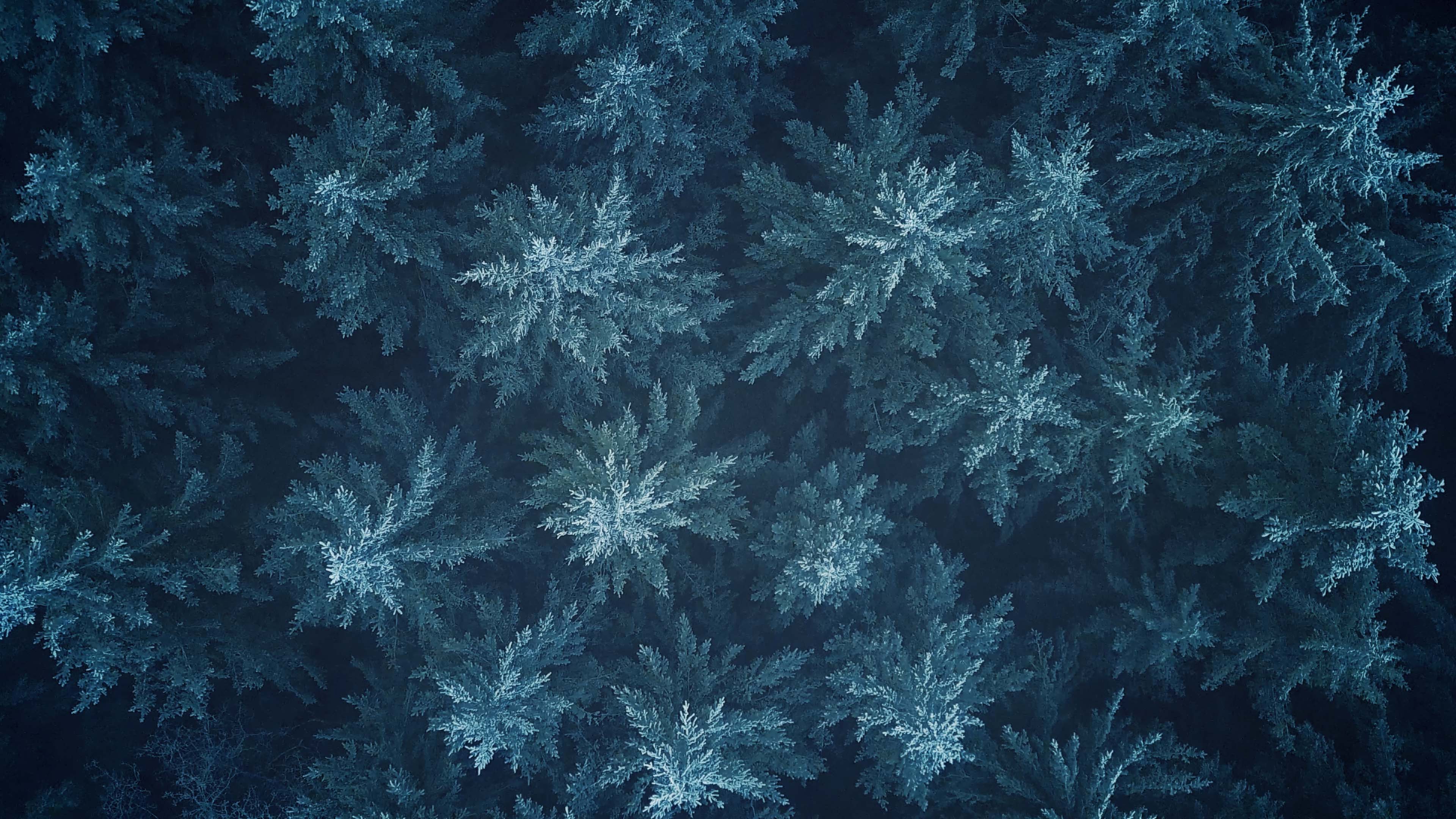 "Breathing Trees" by Tim Paulawitz