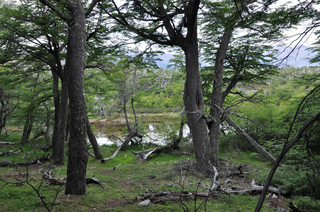 Lush green forest of Patagonia