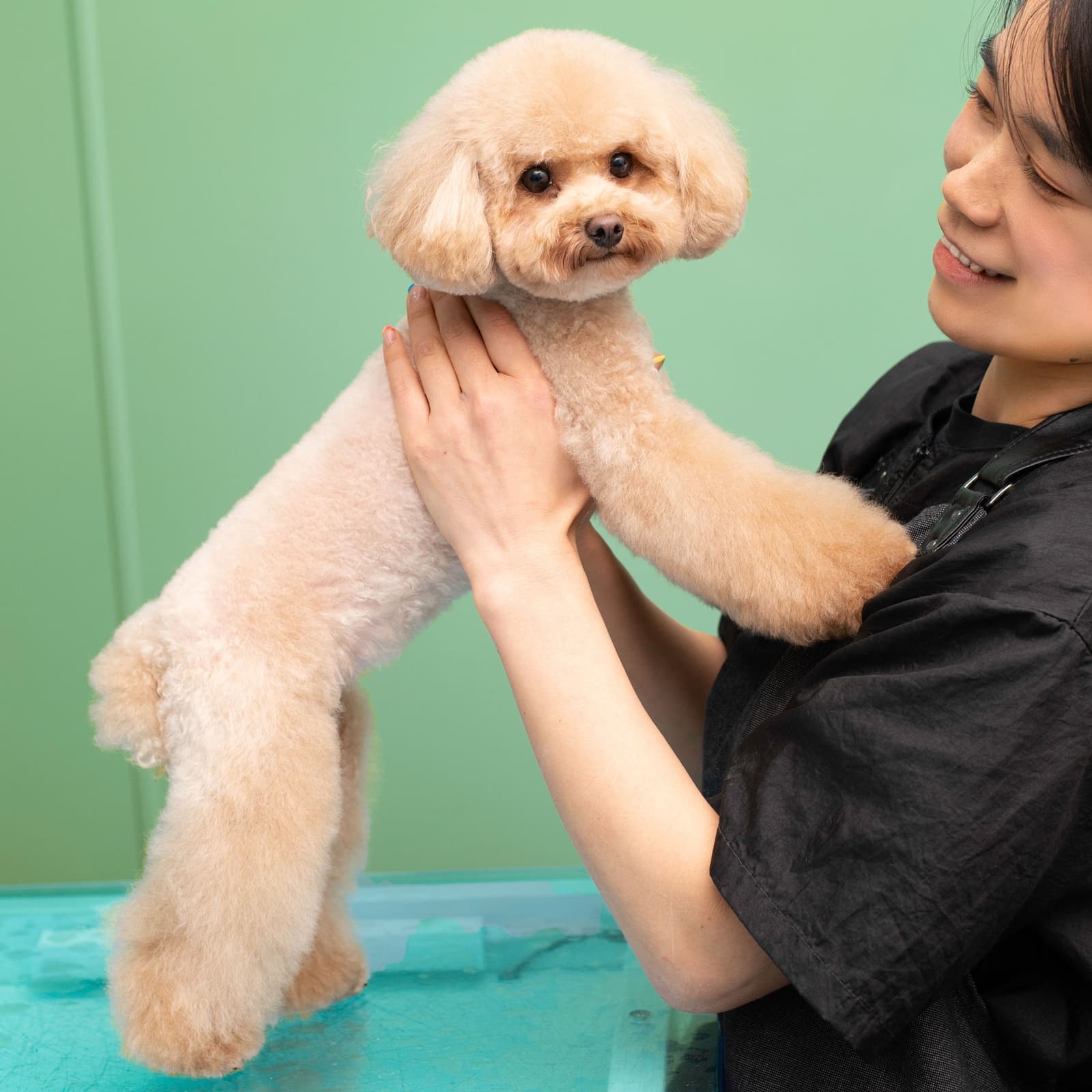 The London Dog Grooming Company
