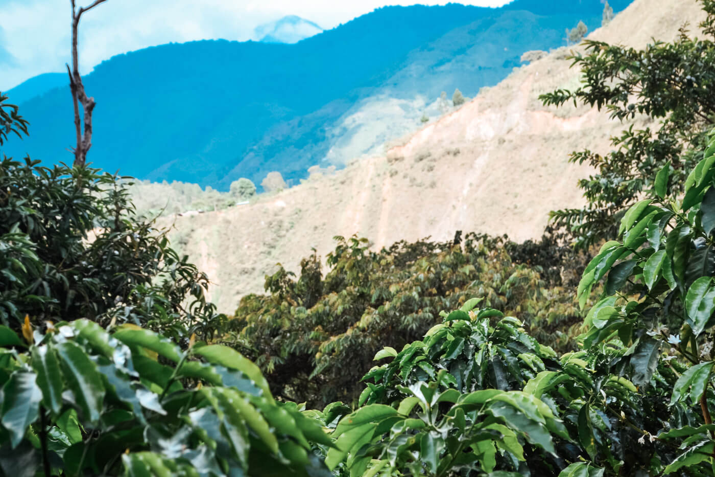 The Pillamu indigenous Reservation craft coffee native root