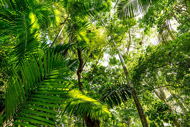jungle jungle jungle