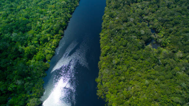 jungle cutted by river