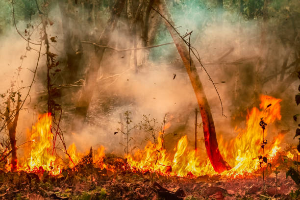 burning forest