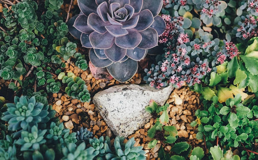 Xeriscaping