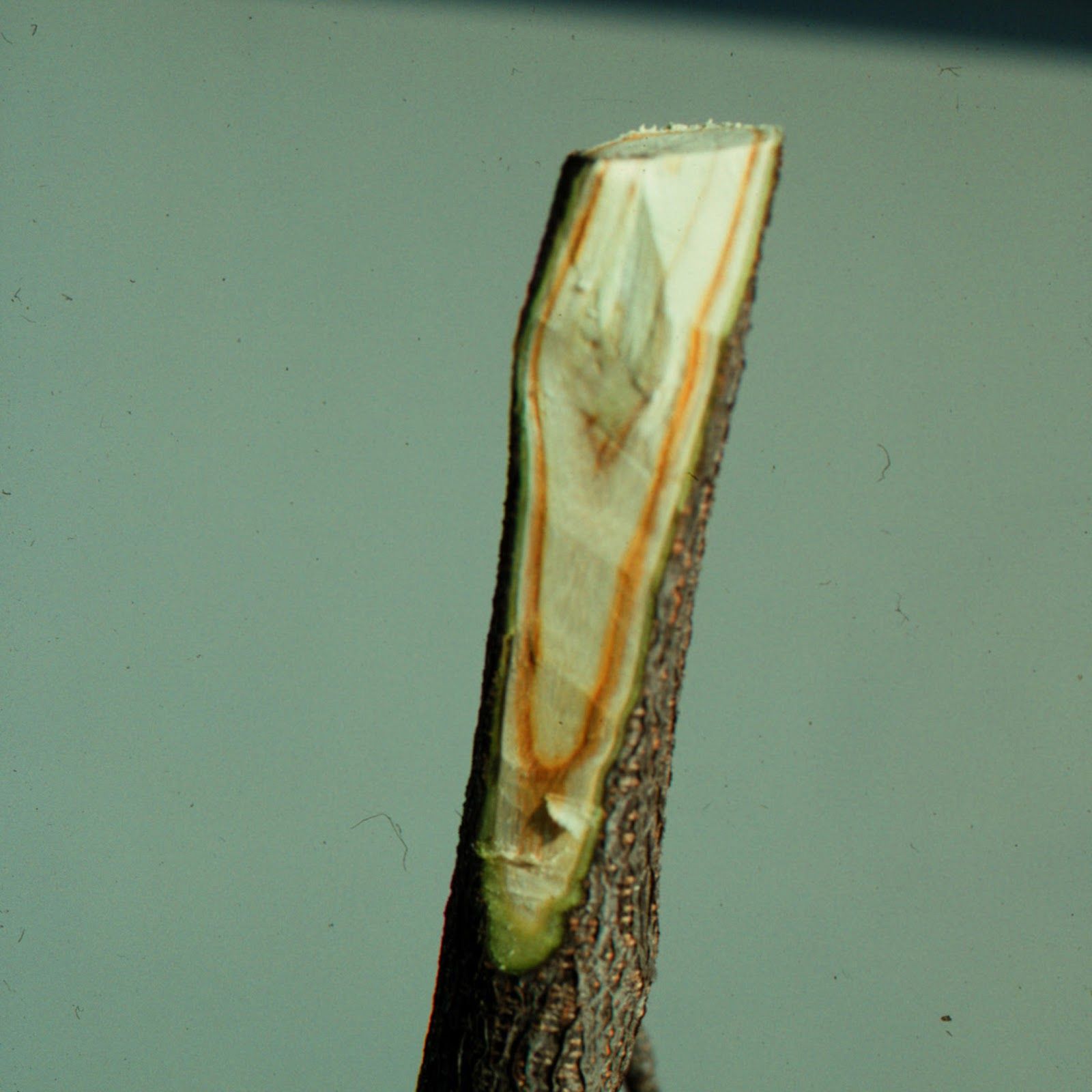 Verticillium Wilt diseases