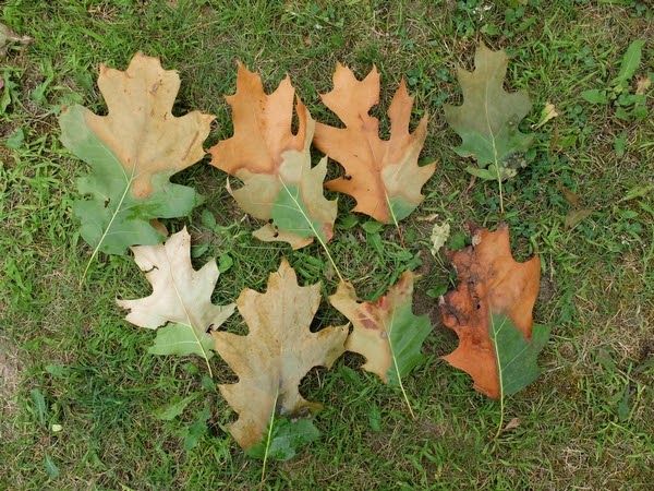 Oak Wilt