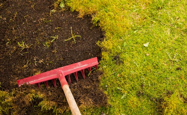 lawn moss lawn care