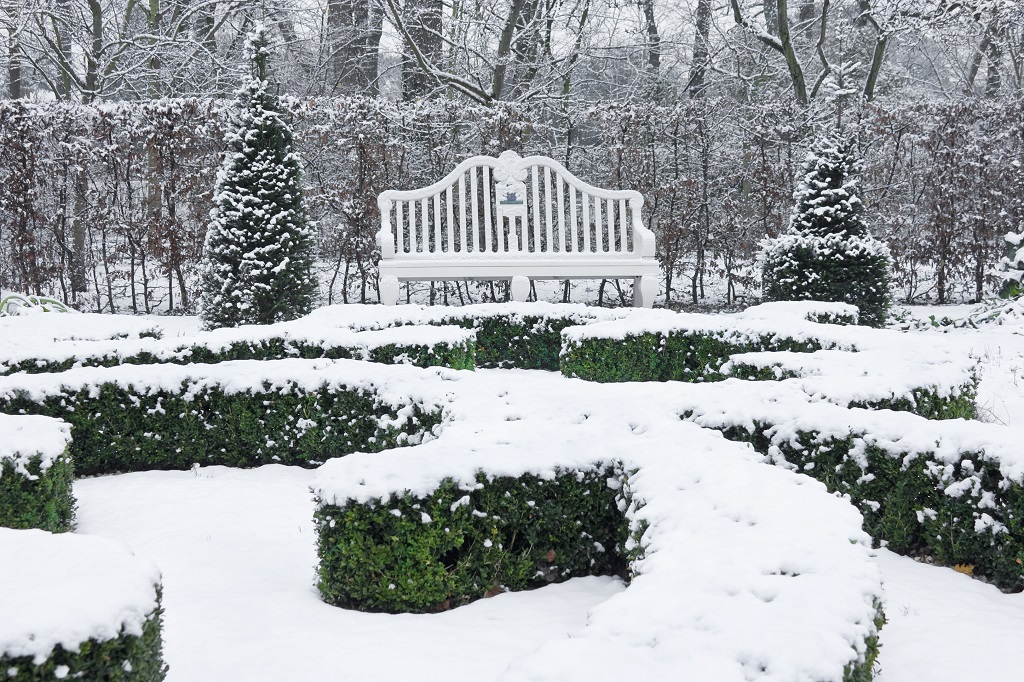 Treeas and Shrubs Winter Damage