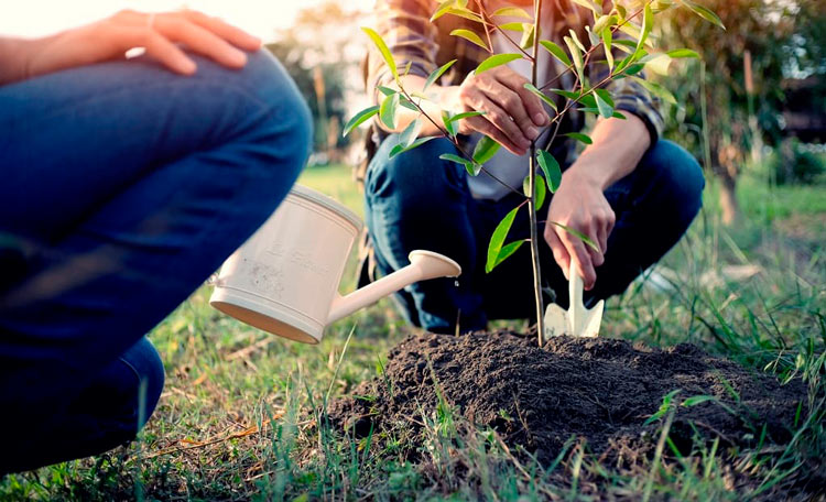 Feeding Trees and Shrubs