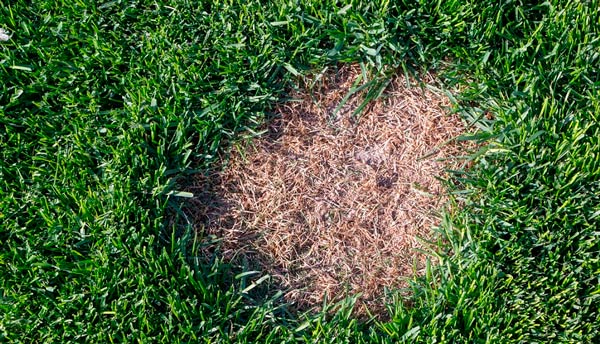 Lawn Fungus Types