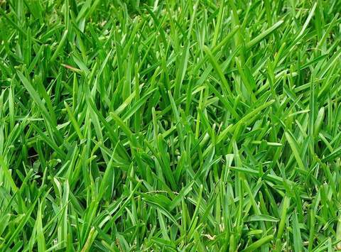 Ryegrass does well in Wisconsin yards that are shady.