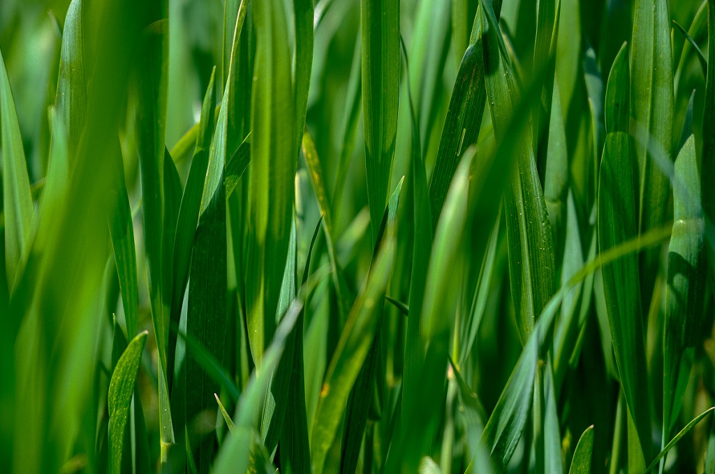 Type of Grass for Your Lawn