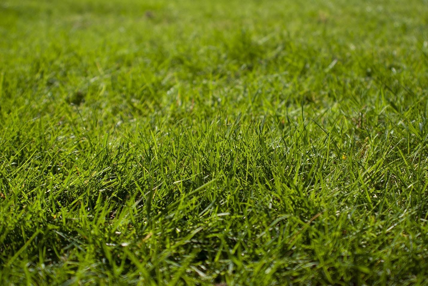 growing a lawn from grass seed