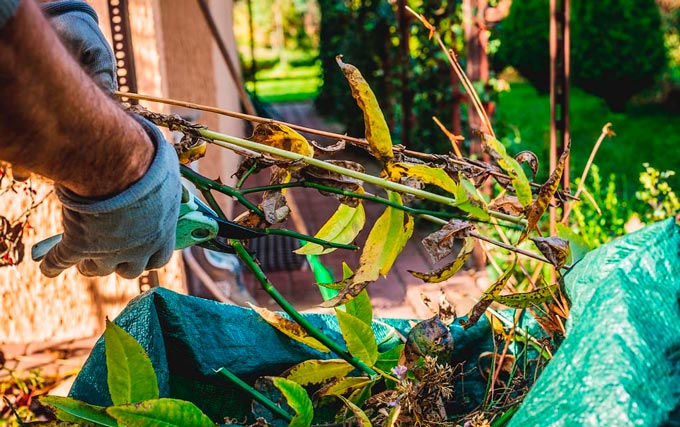 Rejuvenate Shrubs