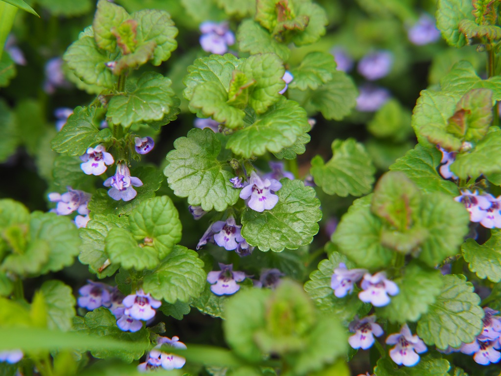 What is Ground Ivy?