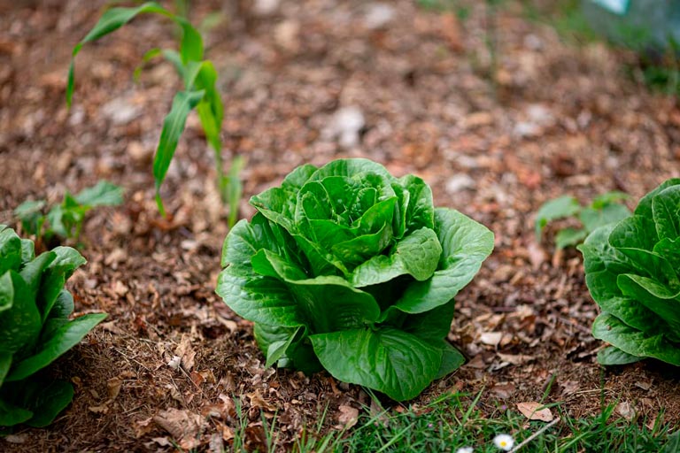 Mulch Leaves