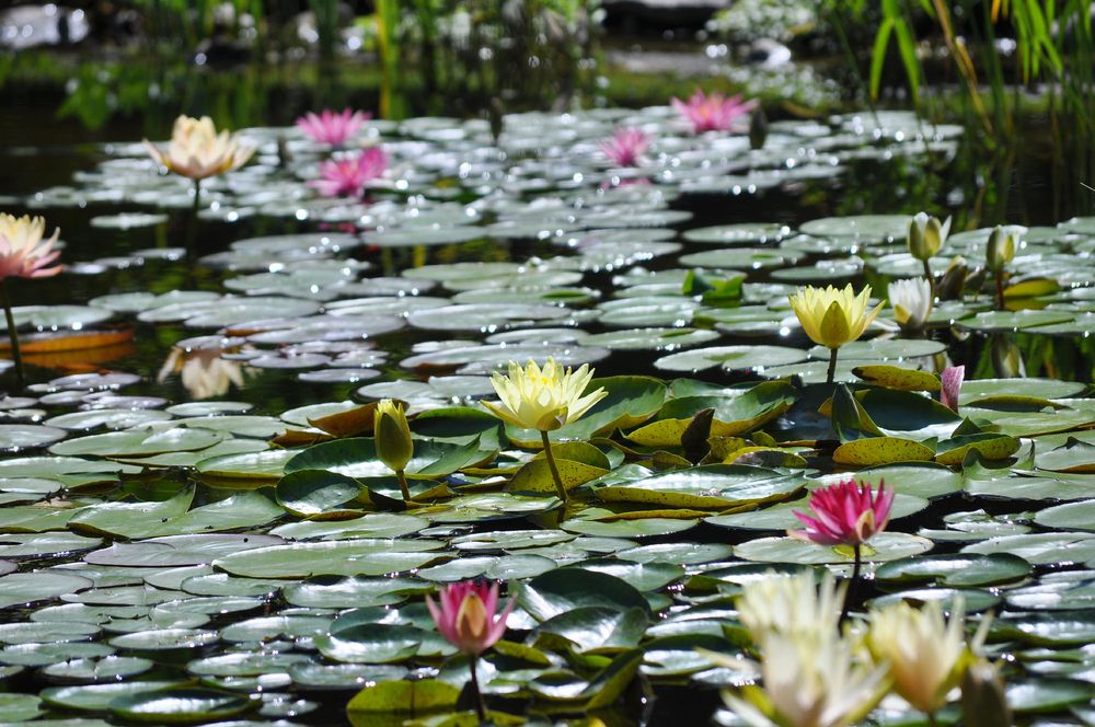 Winter Greenhouse botanical garden in Wisconsin