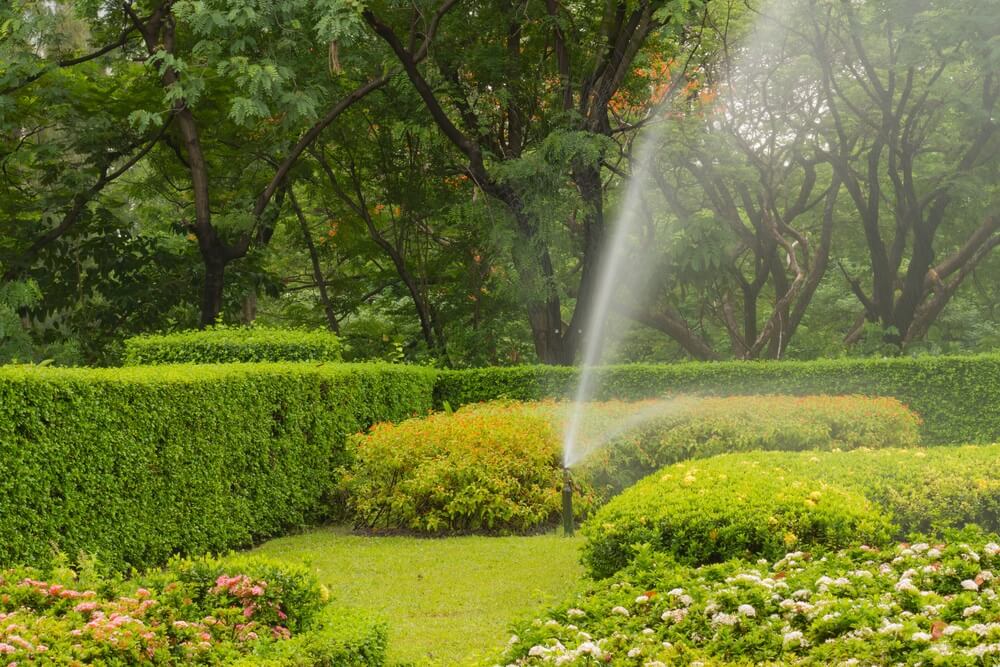 DIY vs Professional Lawn Care