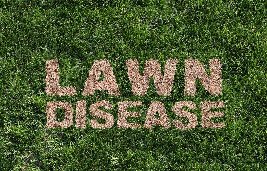 Dollar Spot Disease On Your Grass: Symptoms, Causes, And Treatment