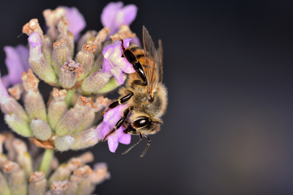 How Native Bees Can Help Your Commercial Landscape