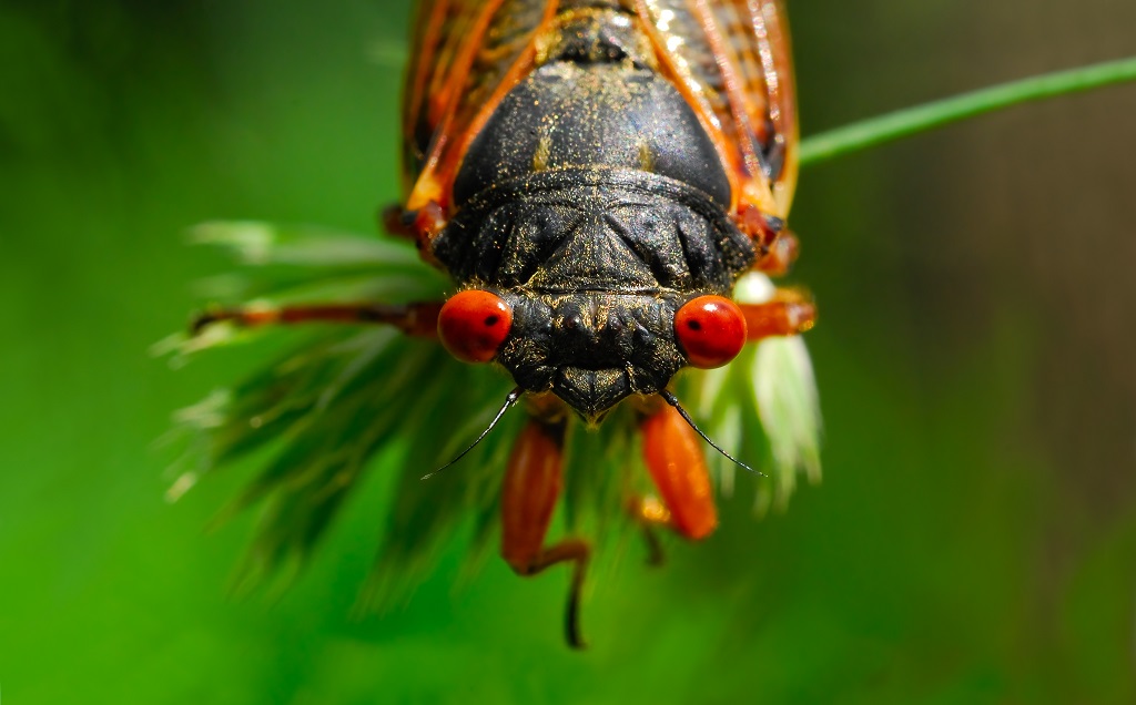 Cicadas - A guide to identifying and protecting your landscape
