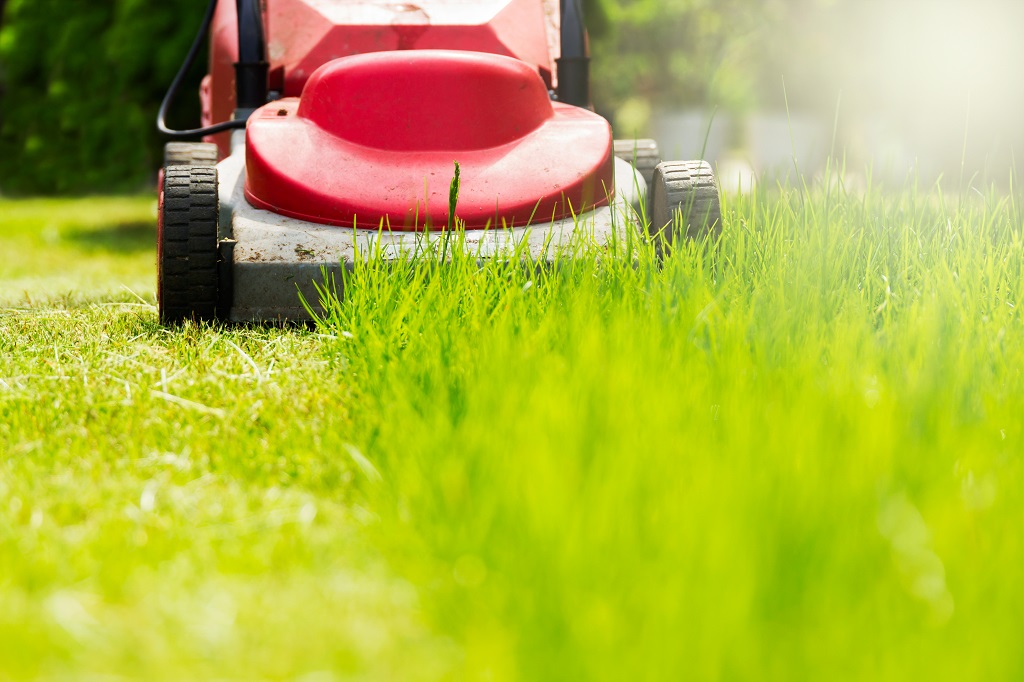 How to Identify and Treat Red Thread Lawn Disease