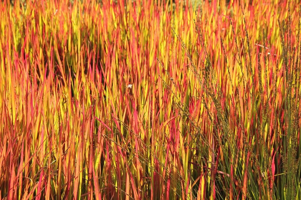 red on Bentgrass