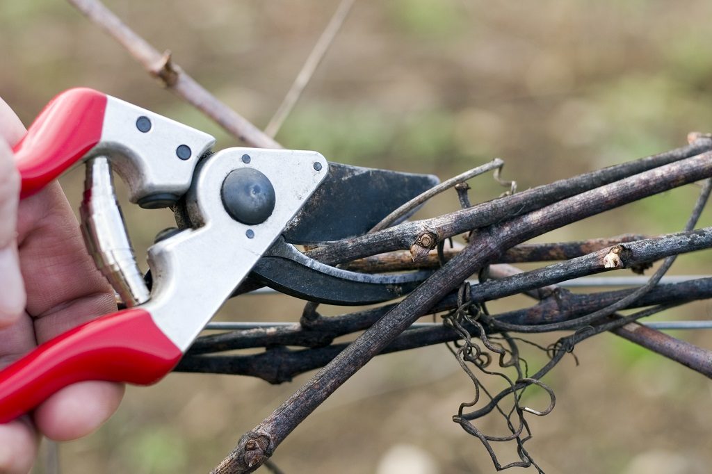 Why Prune Plants