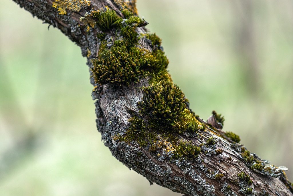 Pruning Tree Mistakes