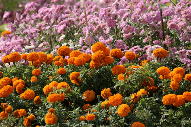 Marigolds are a deer resistant annual that can be used to bring color to Wisconsin landscapes.