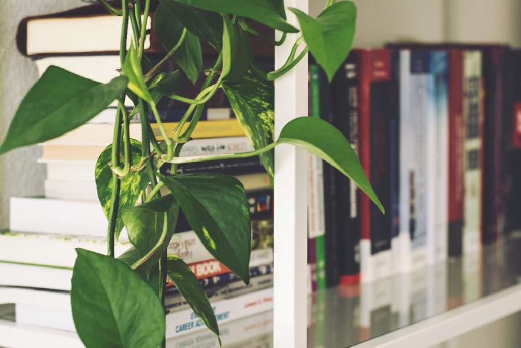 Philodendron