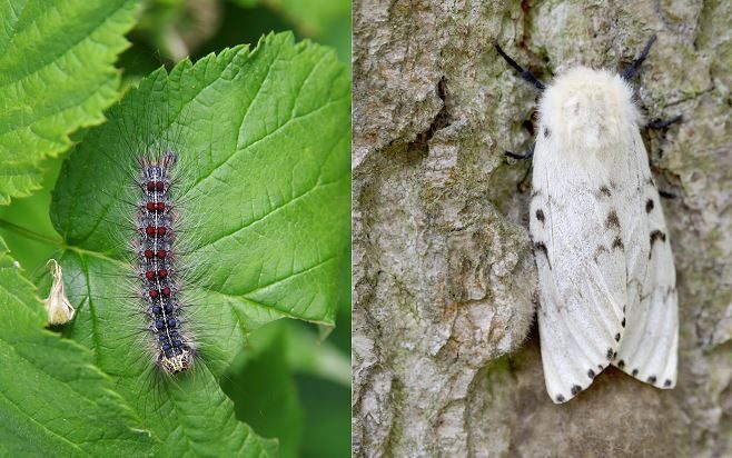 The Gypsy moth is dangerous to trees when it is in its larval stage.