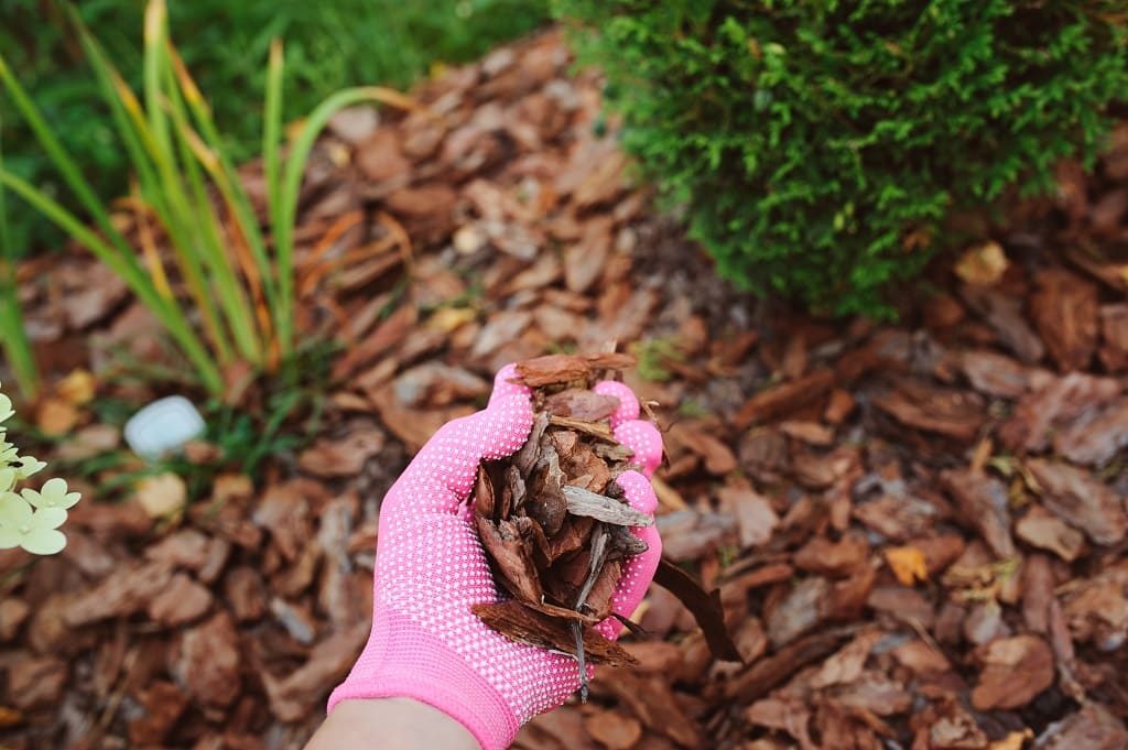 Bark Mulch